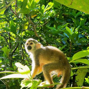 Concept Tours excursion Monkeyland Bayahibe