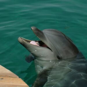 gray dolphin on body of water