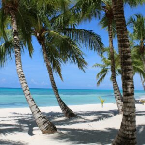 green-leafed coconut trees