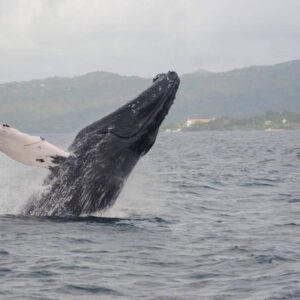 Joël et Ludi Excursion les baleines