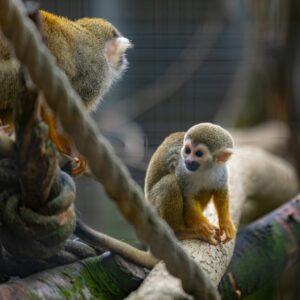Two squirrel monkeys sitting on branches in a zoo.