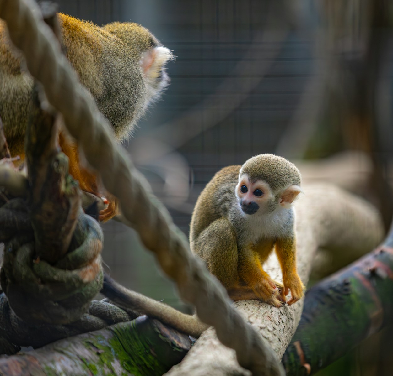 Two squirrel monkeys sitting on branches in a zoo.