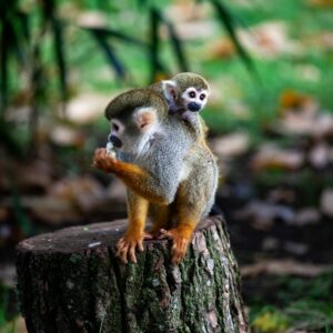 monkey sitting on tree near plant