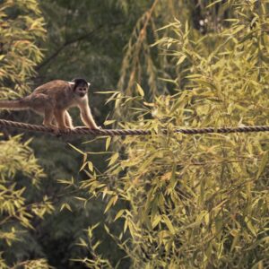 brown and white monkey on tree branch during daytime