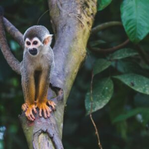 brown monkey in tree