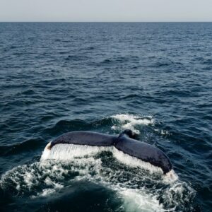 Whale tail emerging from the ocean water