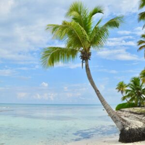 green palm tree near sea during daytime
