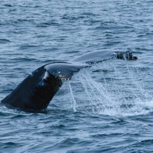 a humpback whale dives into the water