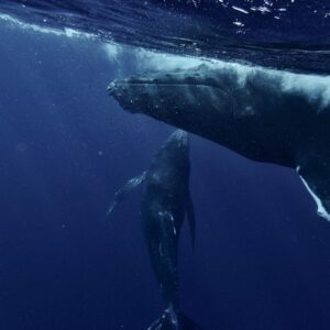 two humpback whales swimming in the ocean