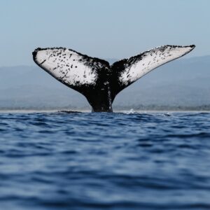 a whale tail flups out of the water