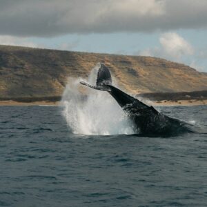 whales tale during breach at sea