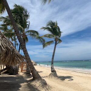 coconut tree near seashore during daytime