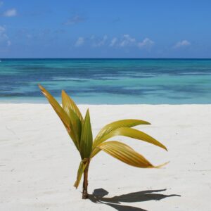 green coconut plant on seashore