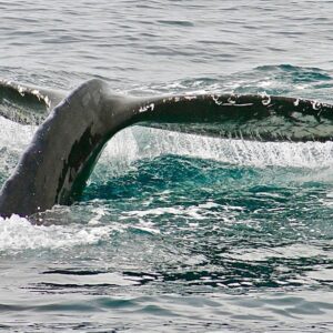 whale tail taken on sea