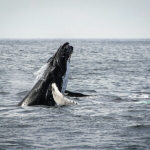 humpback whale jumping on sea