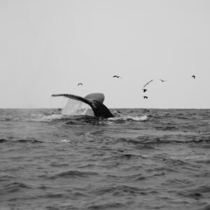 Whale tail emerging from ocean water with seagulls.