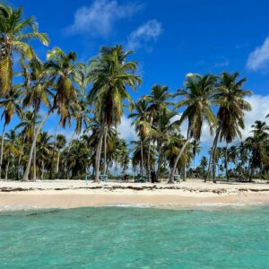 a beach with palm trees
