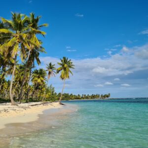 a beach with palm trees and clear blue water