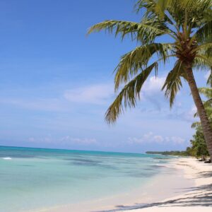 green coconut tree facing blue ocean