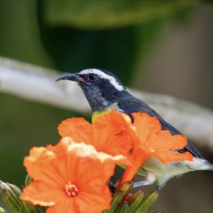 Nature et Oiseaux Helia Shine Bayahibe