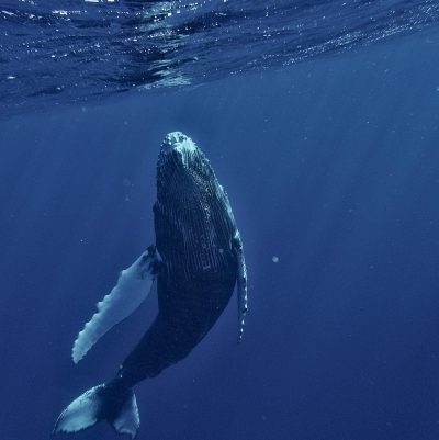 a humpback whale swims under the surface of the water